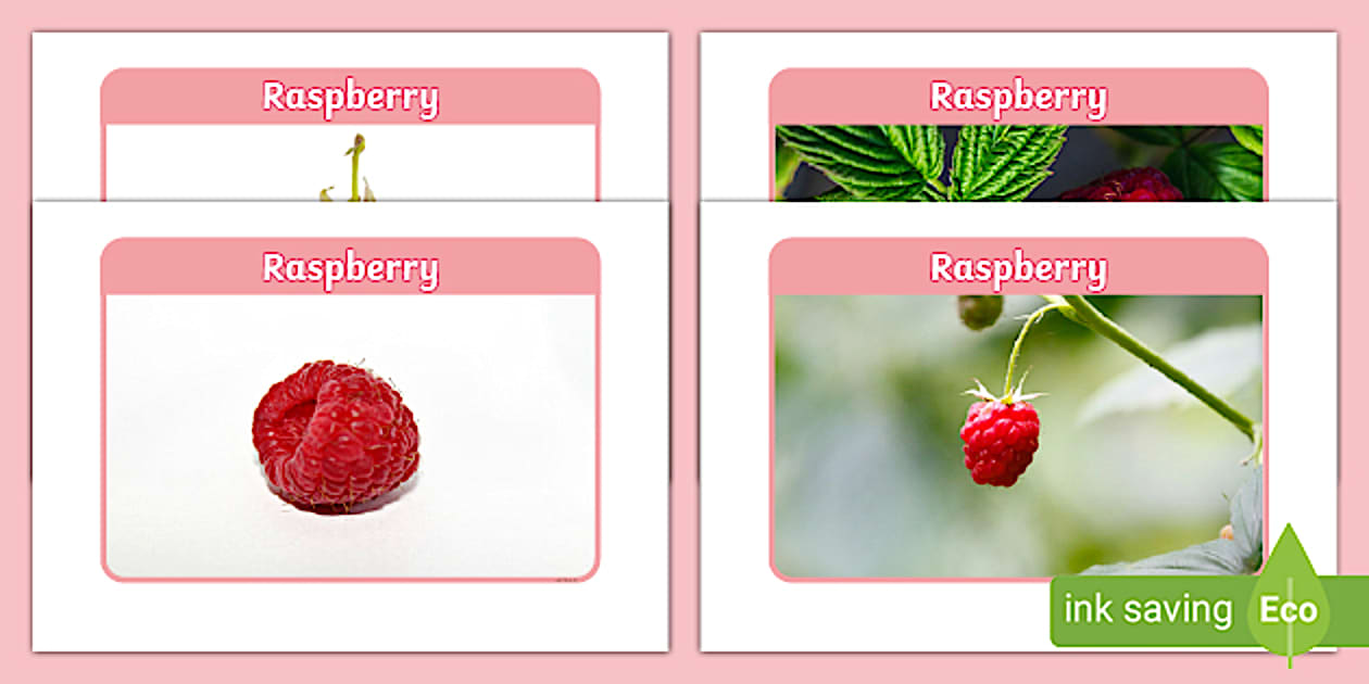 Raspberry Photo Pack (Teacher-Made) - Twinkl