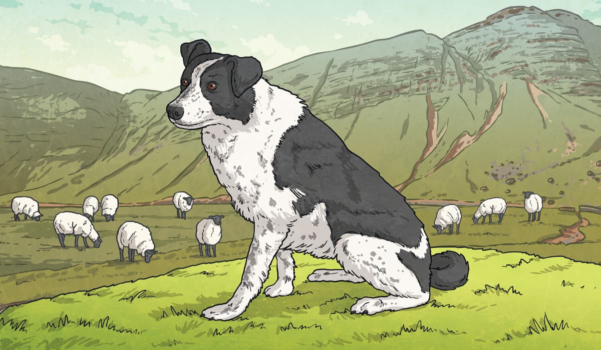 Most expensive border collie sales