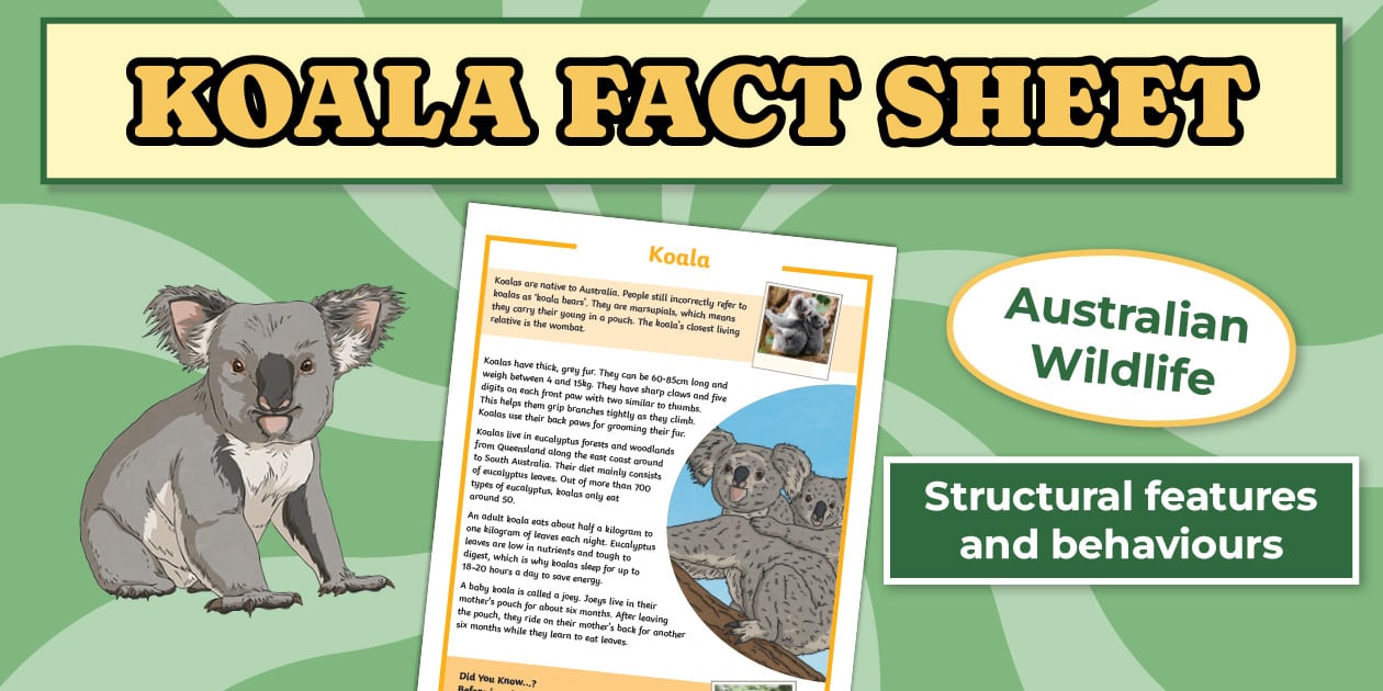 Fun Facts about Koalas - Koala Fact Sheet