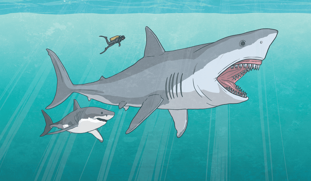 Megalodon might have competed with great white sharks