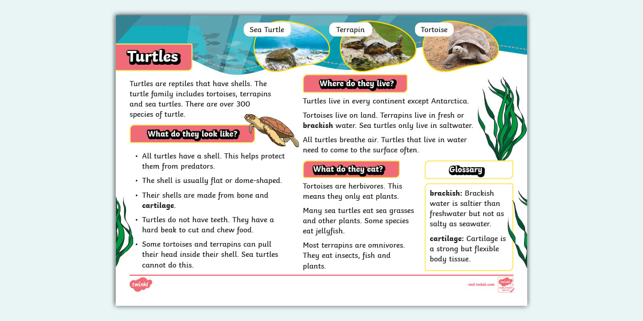 KS1 Turtles Fact File - Animals - Reptiles (teacher made)