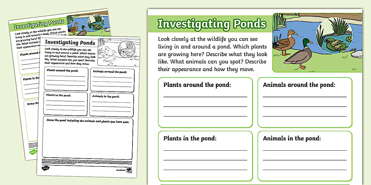 Investigating Ponds Worksheet (teacher made) Twinkl
