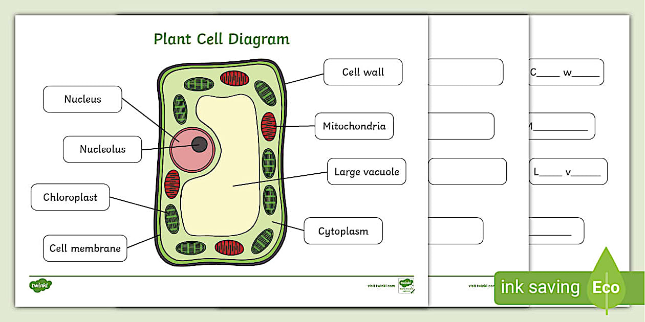 Labelled Plant Cell Diagram - Handy Worksheets for Children