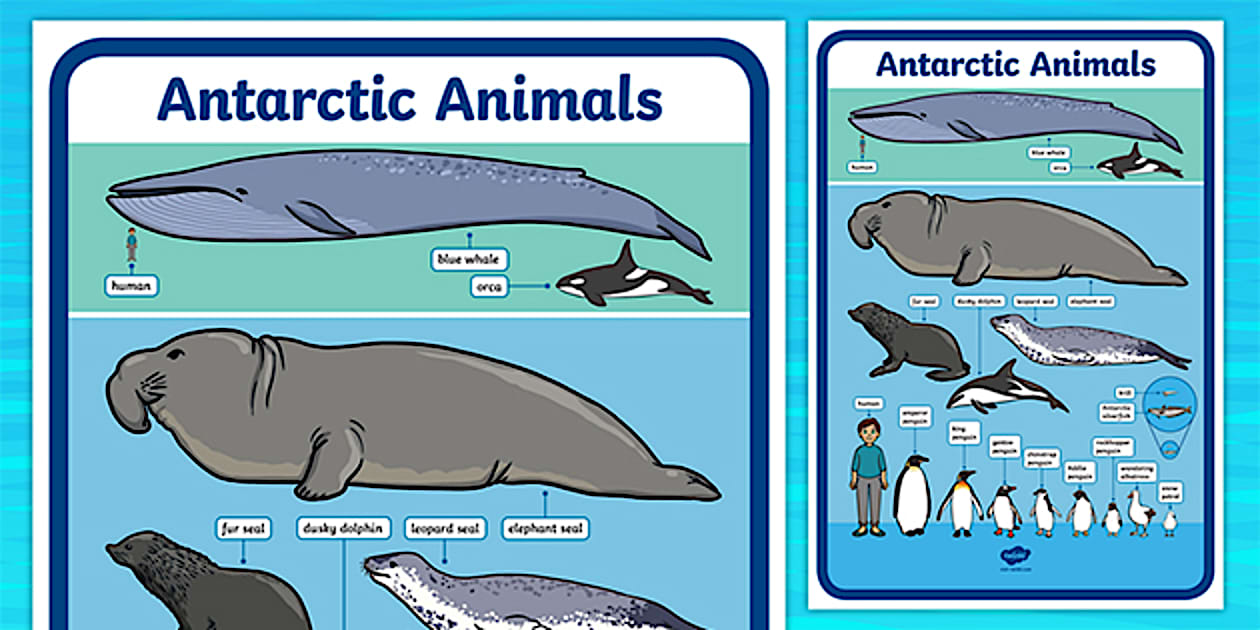 Editable Antarctic Animals Size Comparison Poster - Twinkl