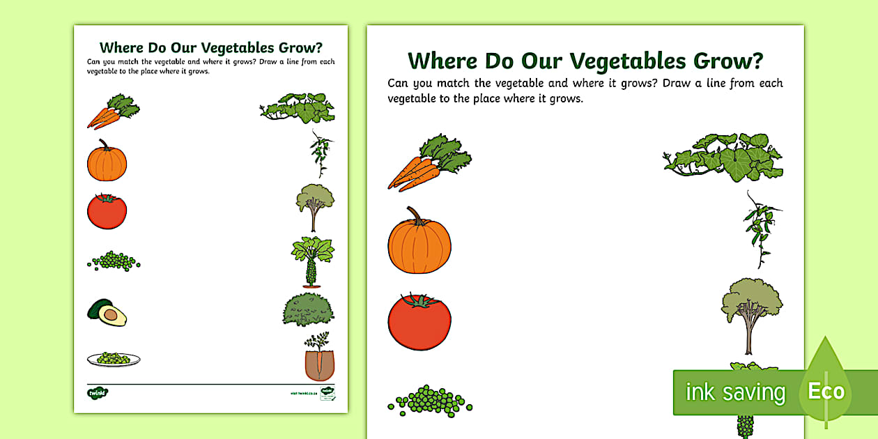 Where Do Our Vegetables Grow? Worksheet (teacher made)