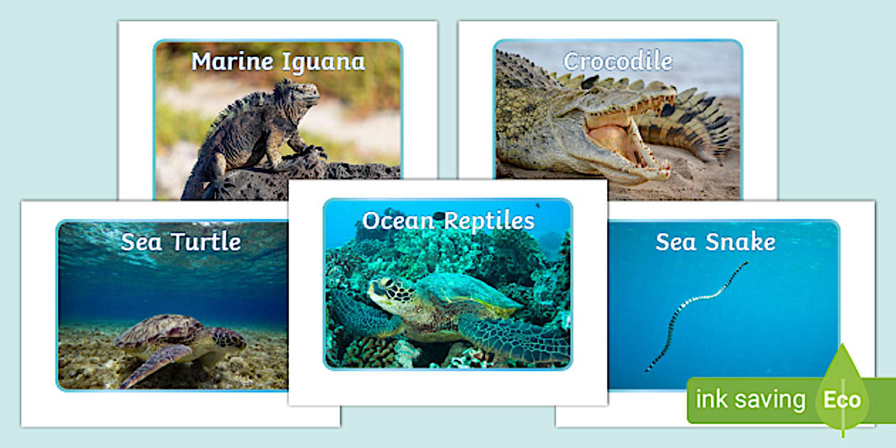 Reptile Display Photos (Hecho por educadores) - Twinkl