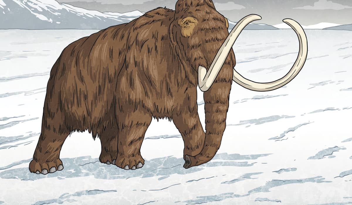 Woolly Mammoth Making a Comeback? - Twinkl NewsRoom - Twinkl
