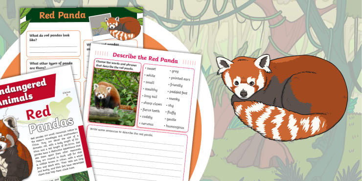 International Red Panda Day – Information and Activities