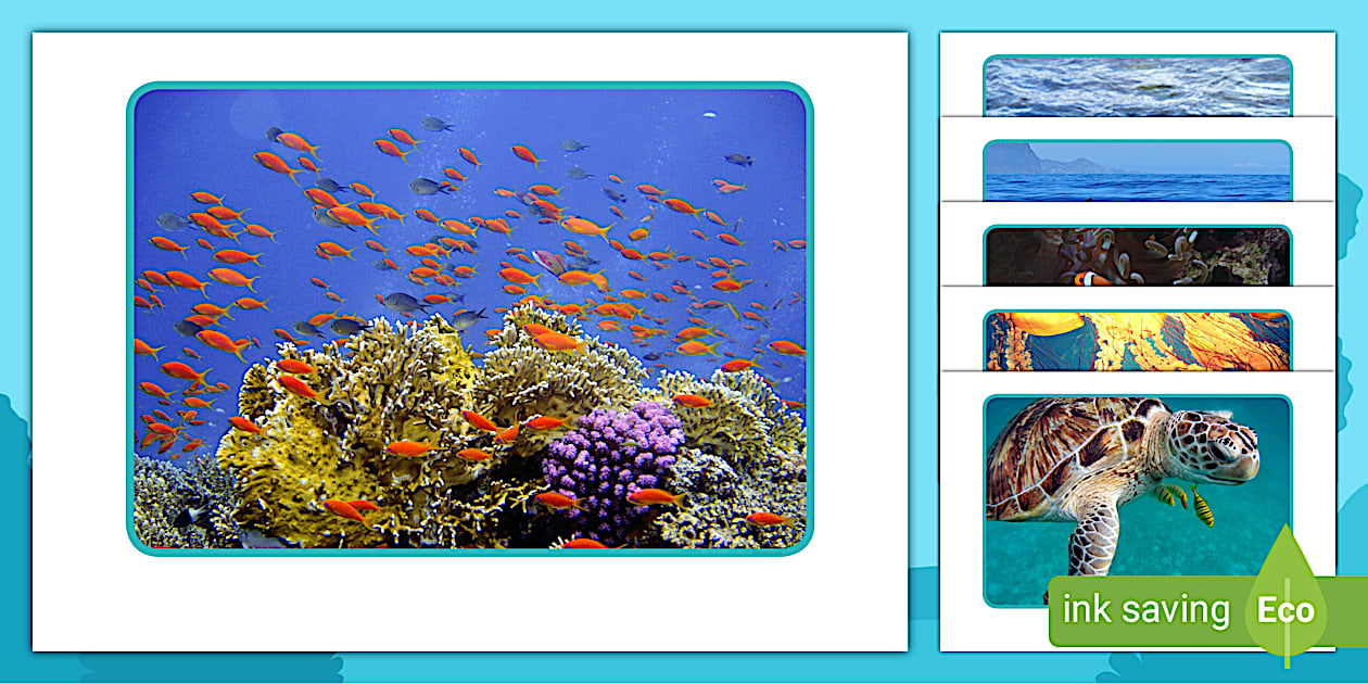 Ocean Behaviour Display Under the Ocean Display Photos | Borders & Displays | Twinkl