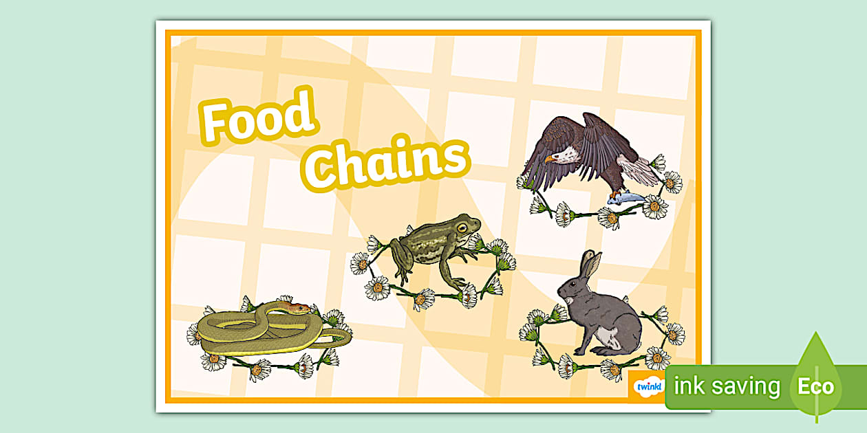 Food Chain Display Poster (teacher made) Biology Diagrams