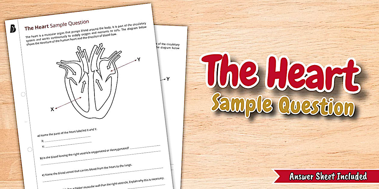 Heart Sample Program The Heart Sample Question