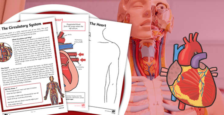 World Heart Day 2026 - Event Info & Teaching Resources