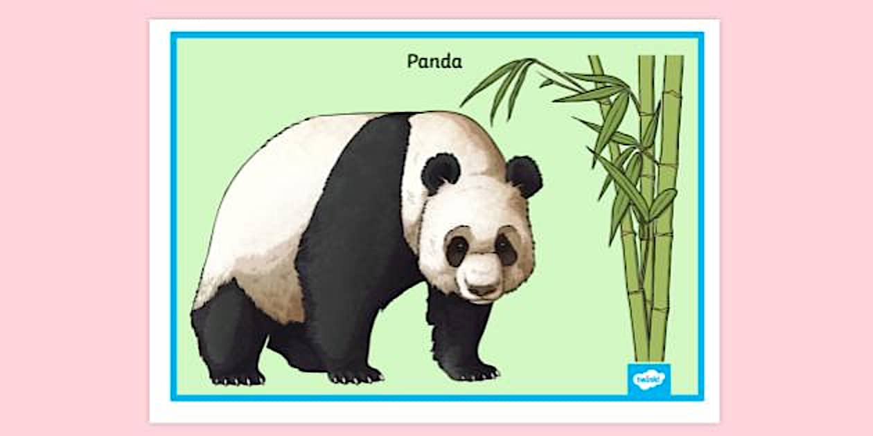Illustrated Realistic Panda Poster | Primary Resources