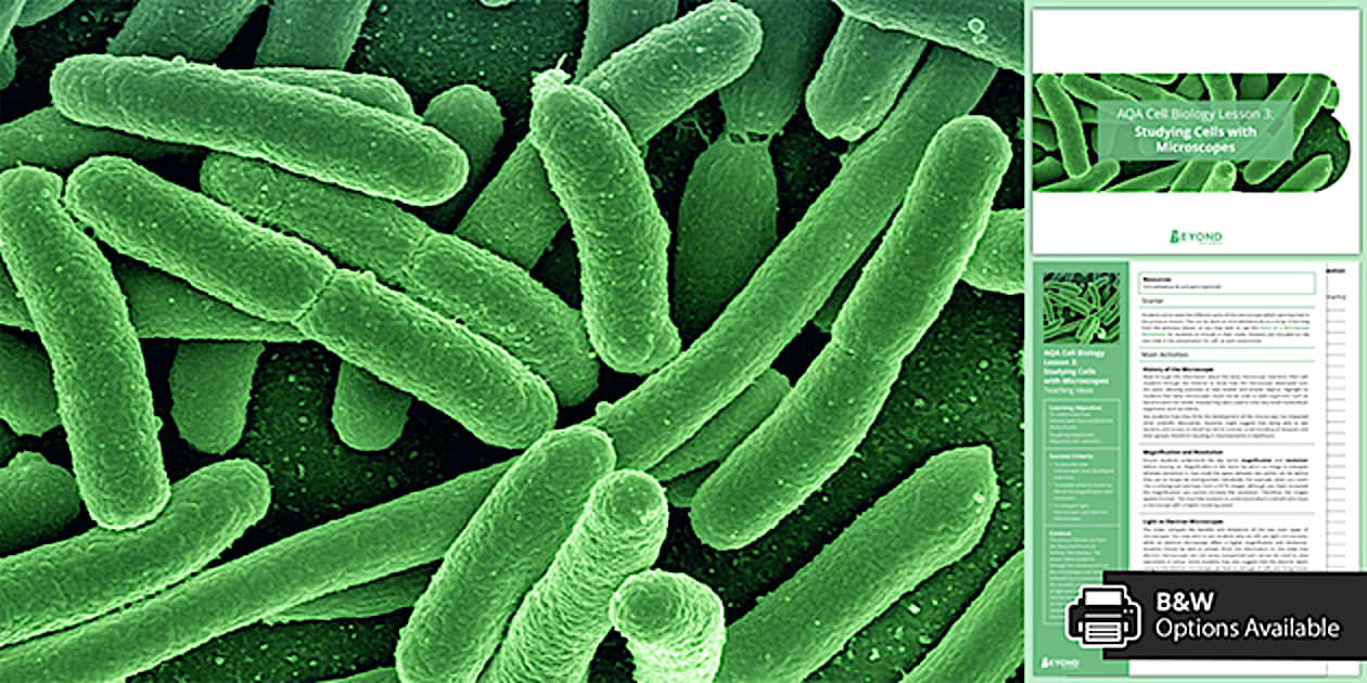 Pickle Under Microscope AQA Cell Biology: Studying Cells with Microscopes | Beyond