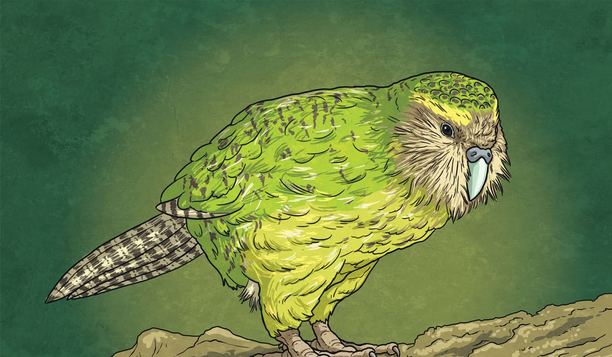 Kakapo Cam Twinkl Newsroom