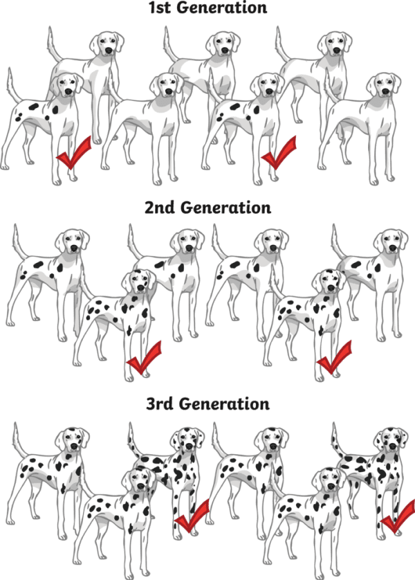 What is Selective Breeding? Twinkl NZ Twinkl