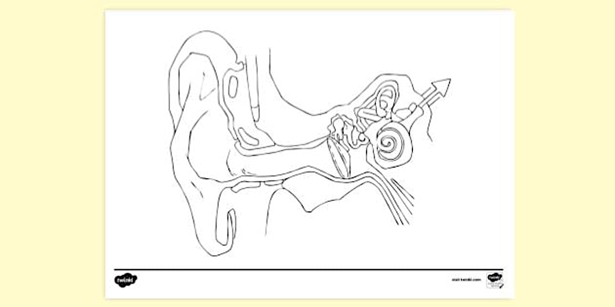 Inside the Ear Colouring Sheet | Colouring Pages - Twinkl