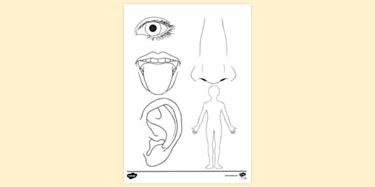 Body Parts Colouring Page | Colouring Sheets - Twinkl