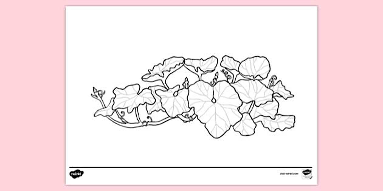 Pumpkin Vine Colouring Sheet | Colouring Sheets - Twinkl