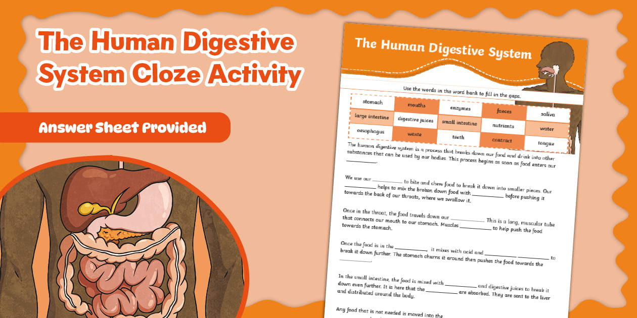 The Human Digestive System Cloze Activity