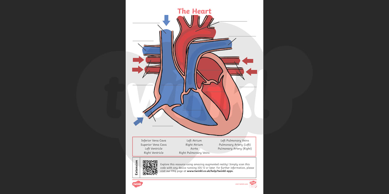 ks2 the heart diagram qr labelling activity