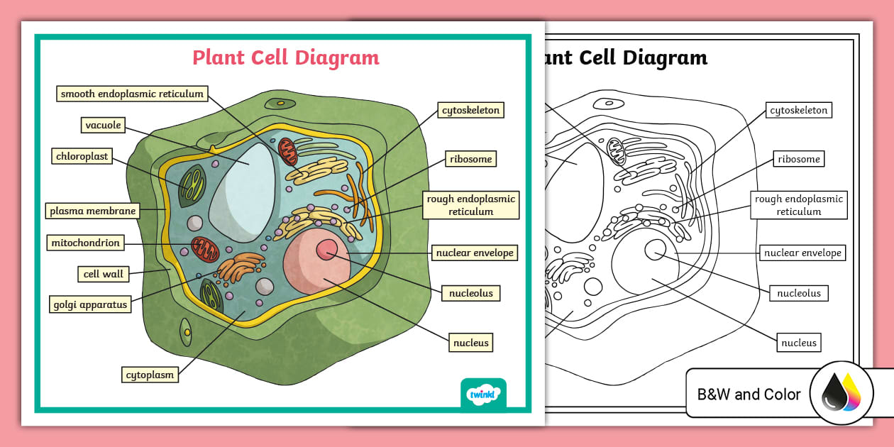 Plant Cell Diagram Poster