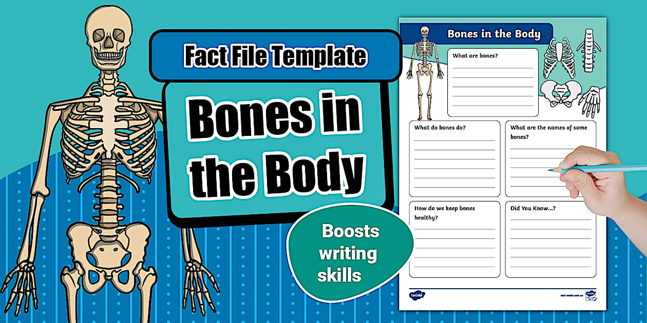 Bones in the Body Fact File Template