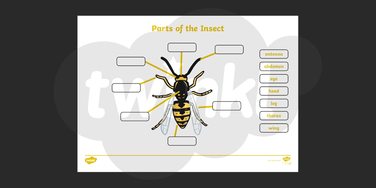 Insect Diagram For Kids Printable