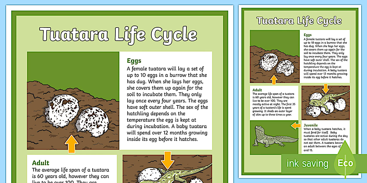 Tuatara Life Cycle Display Poster - Life CycleNew ZealandNew Zealand native