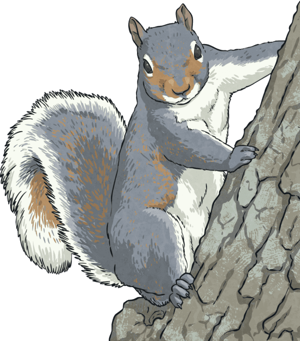 Download What is a woodland habitat?