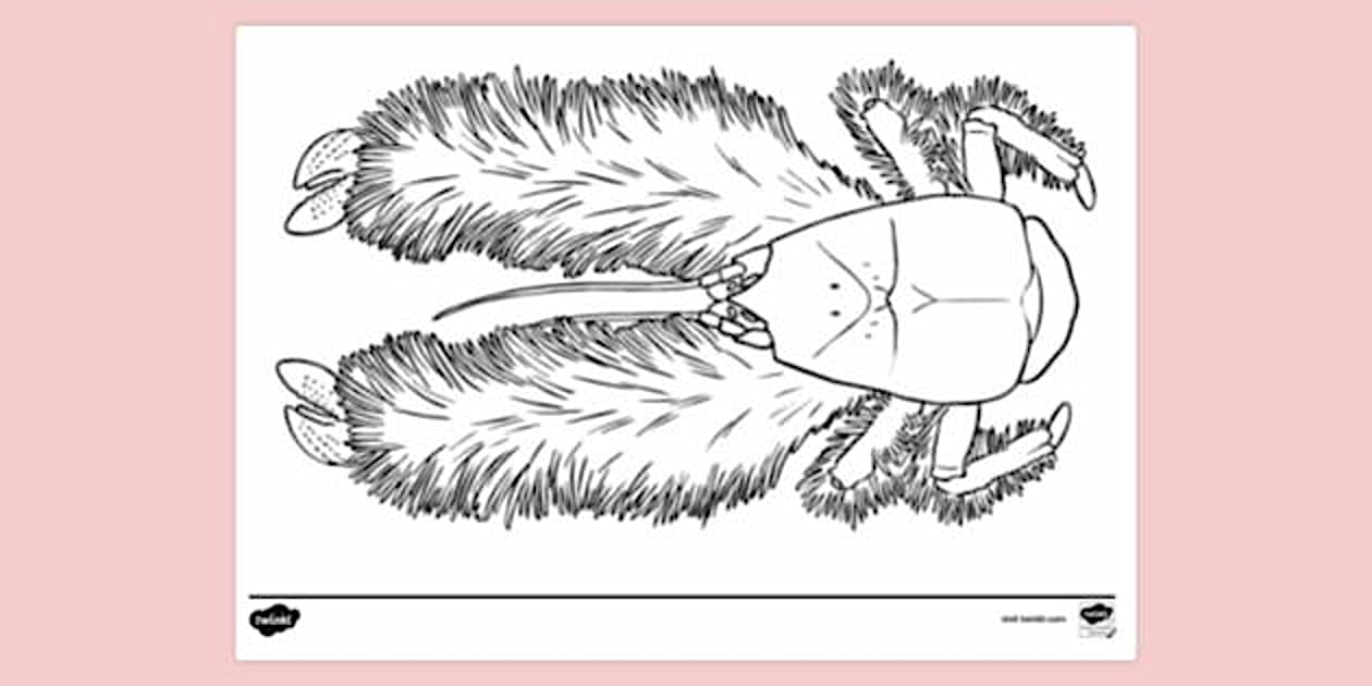 Yeti Crab Colouring Sheet | Colouring Sheets (teacher made)