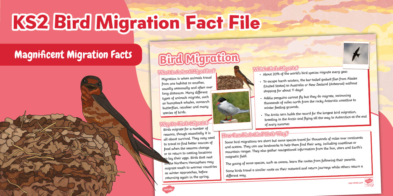 KS2 Bird Migration Fact File