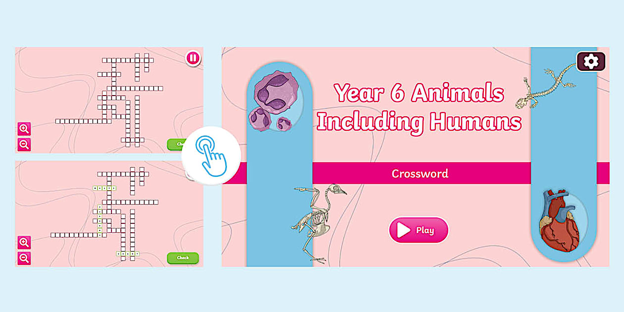 Year 6 Animals Including Humans Interactive Crossword