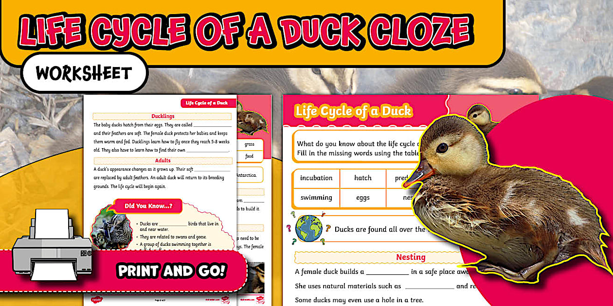 Life Cycle of a Duck Cloze Worksheet - KS1 - Twinkl
