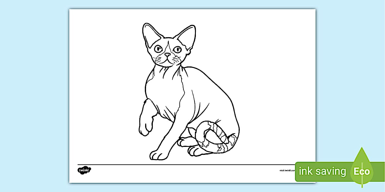 Devon Rex Cat Colouring Page - Twinkl Resources - Twinkl