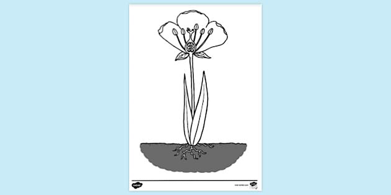Colouring | Colouring Sheets
