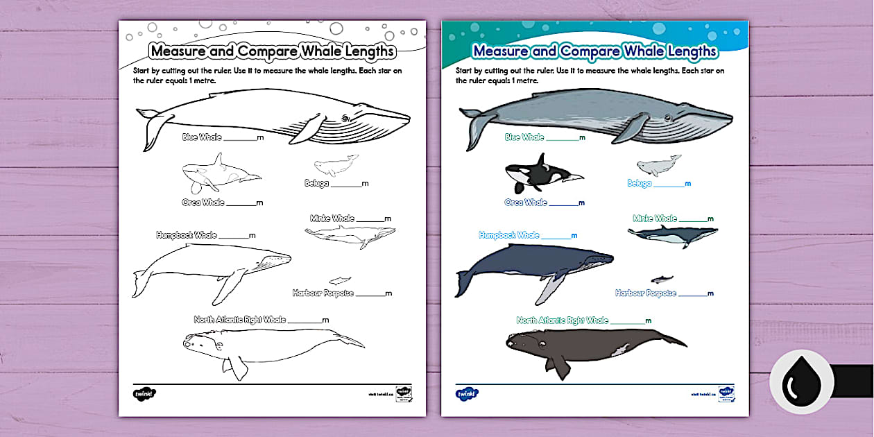 Picture of Whale Size Comparison Activity