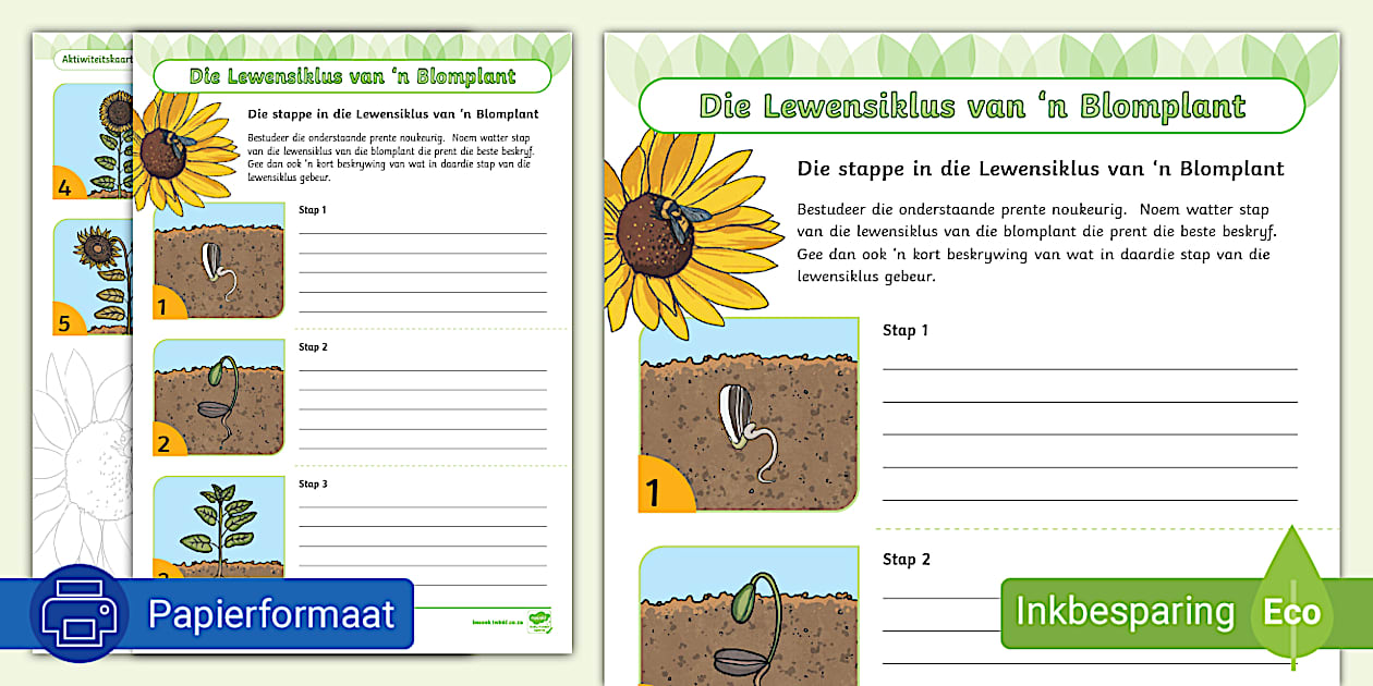 die-lewensiklus-van-n-blomplant-stappe-aktiwiteitskaart