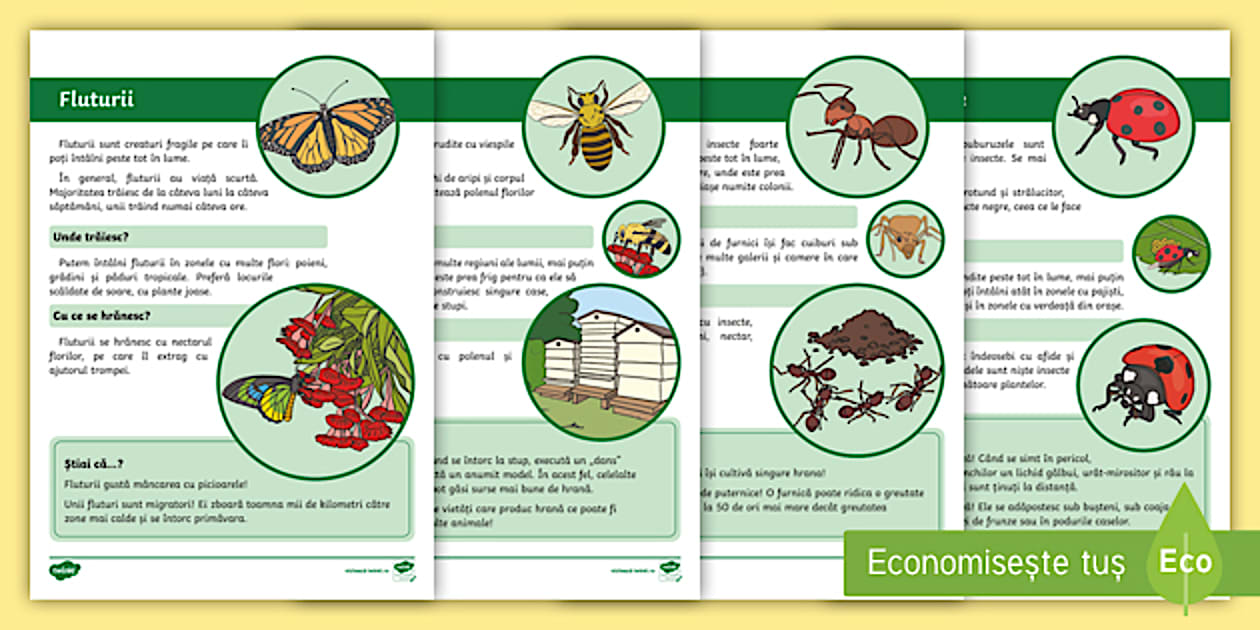 Curiozități despre insecte - Fișe informative - Twinkl