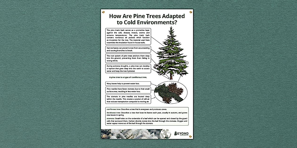 How Are Pine Trees Adapted to Cold Environments? Poster