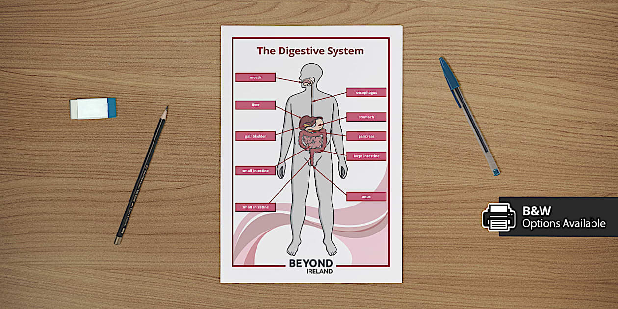 The Digestive System Poster