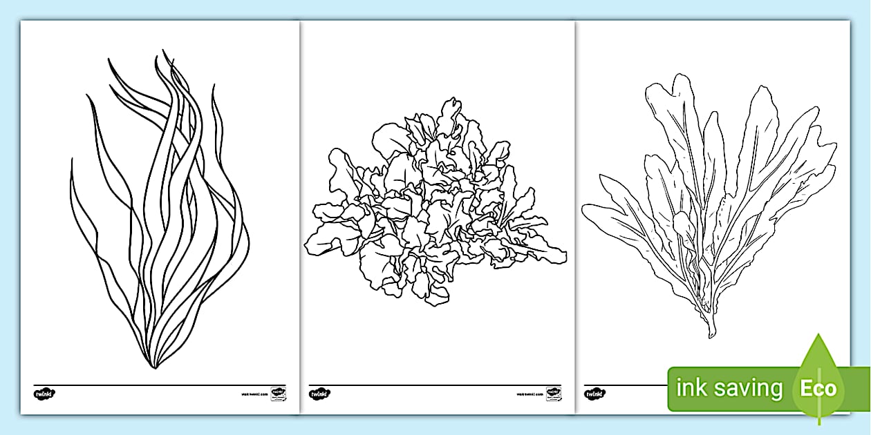 Underwater Plants Colouring Pages | Worksheet | Twinkl
