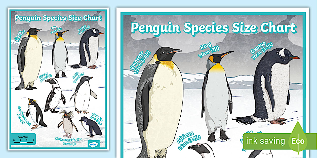 Penguin Species Size Chart Twinkl KS2 Resources Penguin