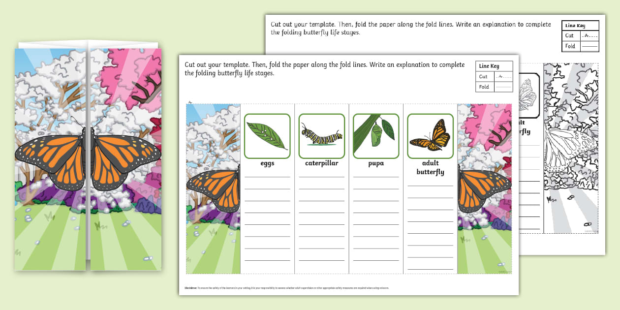 Butterfly Folding Life Stages Template - Twinkl