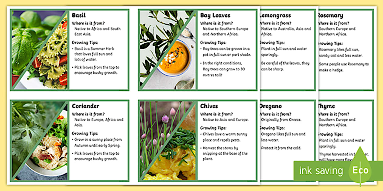 Small Informative Label Examples Editable School Garden Informative Herb Labels - Twinkl