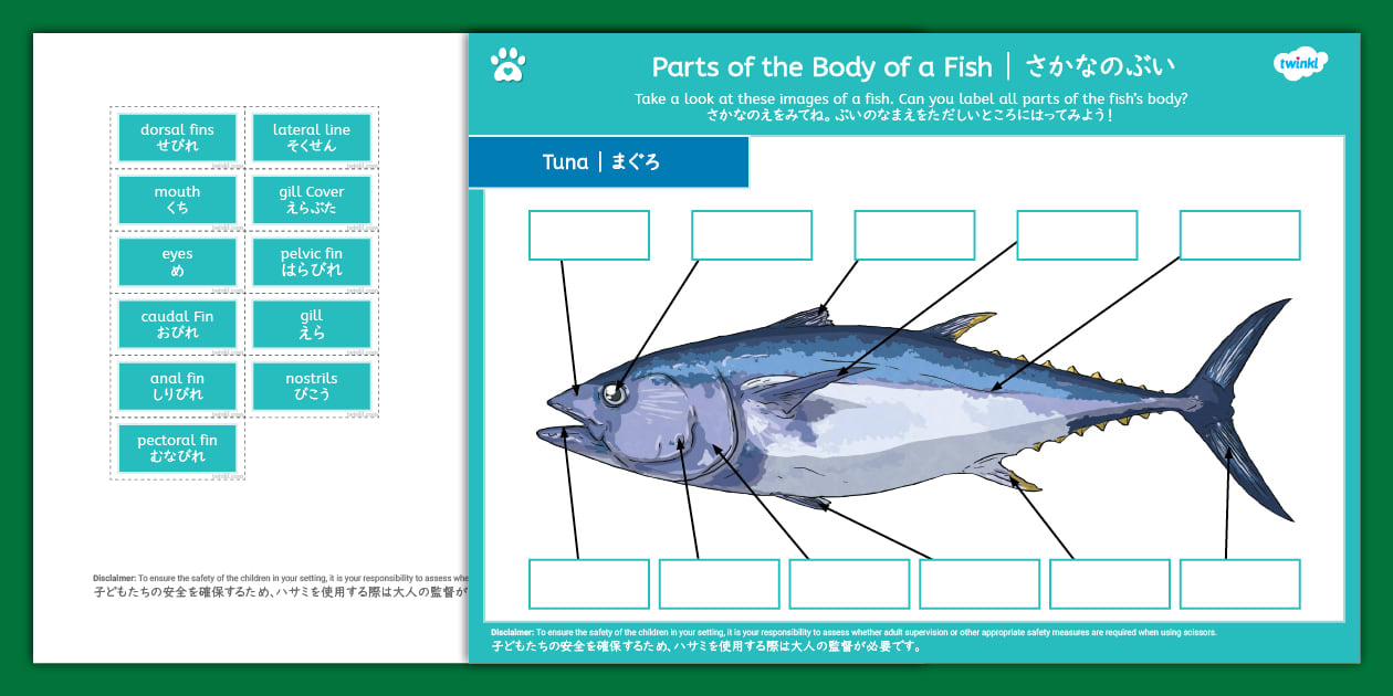 Labling A Fish 魚の部位 小学生向け 理科のワーク 英語と日本語 Japanese and English- Parts of the Body of a Fish