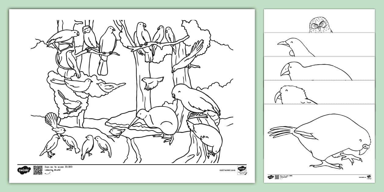 New Zealand Native Birds Colouring Page