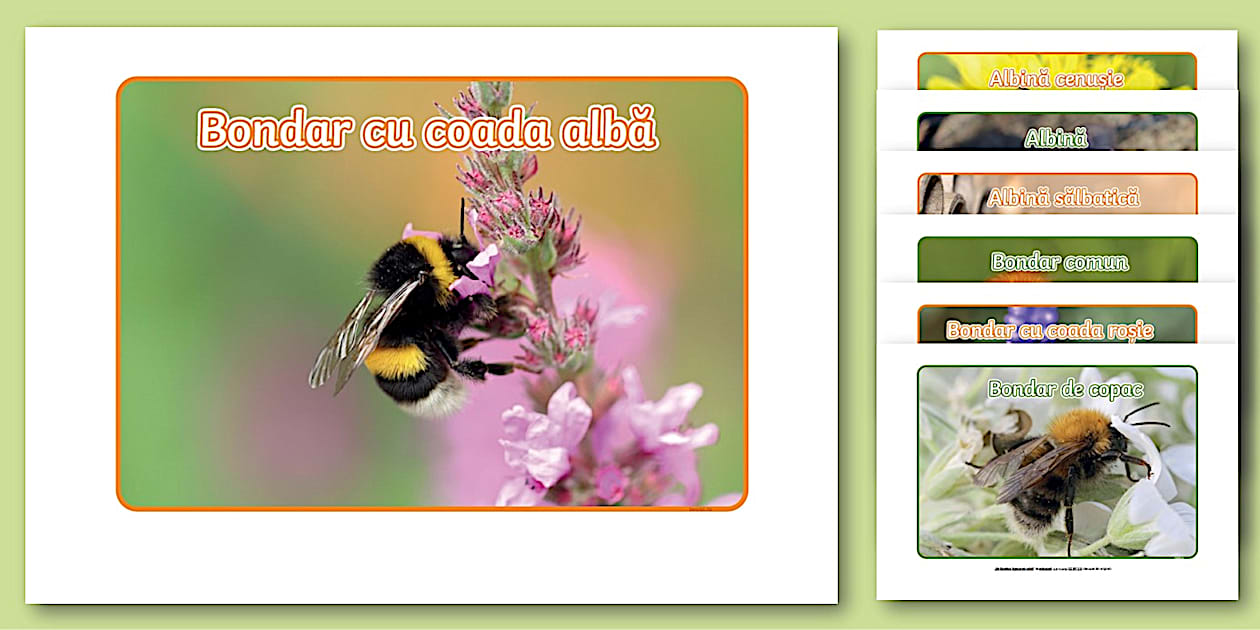 Poze cu albine | Planșe | Twinkl România