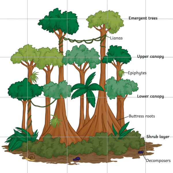 What Are Plants That Live In The Rainforest Answered Twinkl 