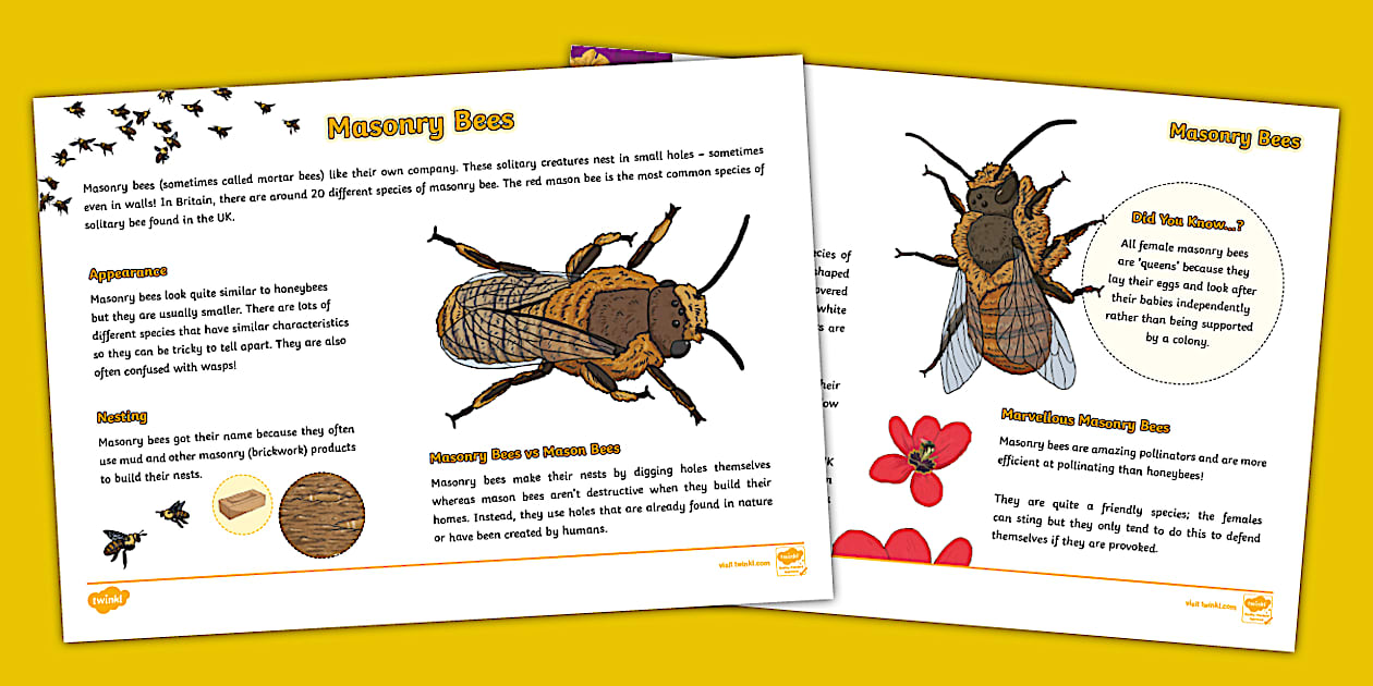 Masonry Bees Fact File (teacher made) - Twinkl